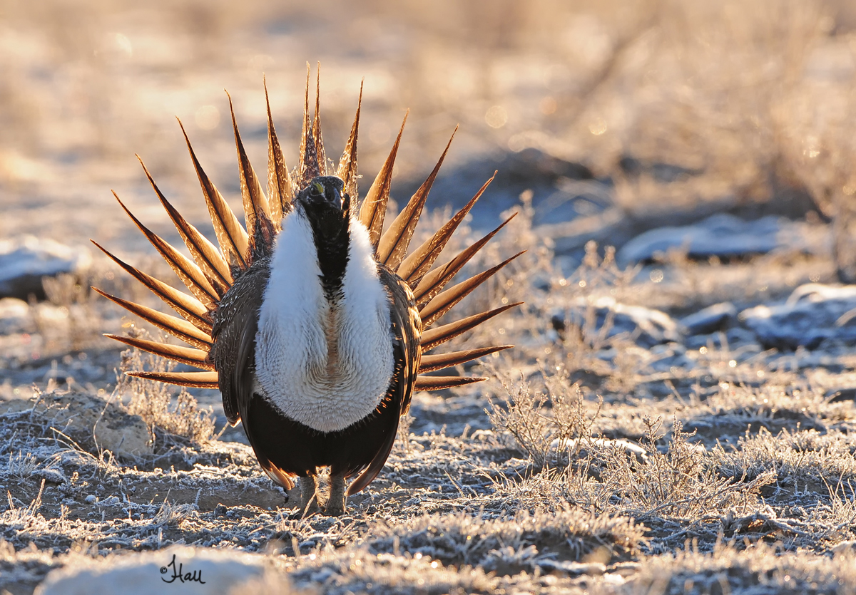 Stunning backlit Greater sage grouse photo courtesy Jennifer Hall