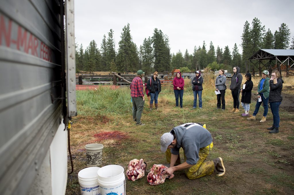 Beth Robinette explains the field harvesting process to campers. This is a unique opportunity to get up close and personal with ruminant anatomy!