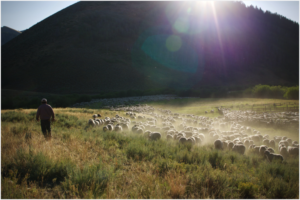 A shepherd tends a band of sheep on an allotment in central Idaho for Lava Lake Land & Livestock.