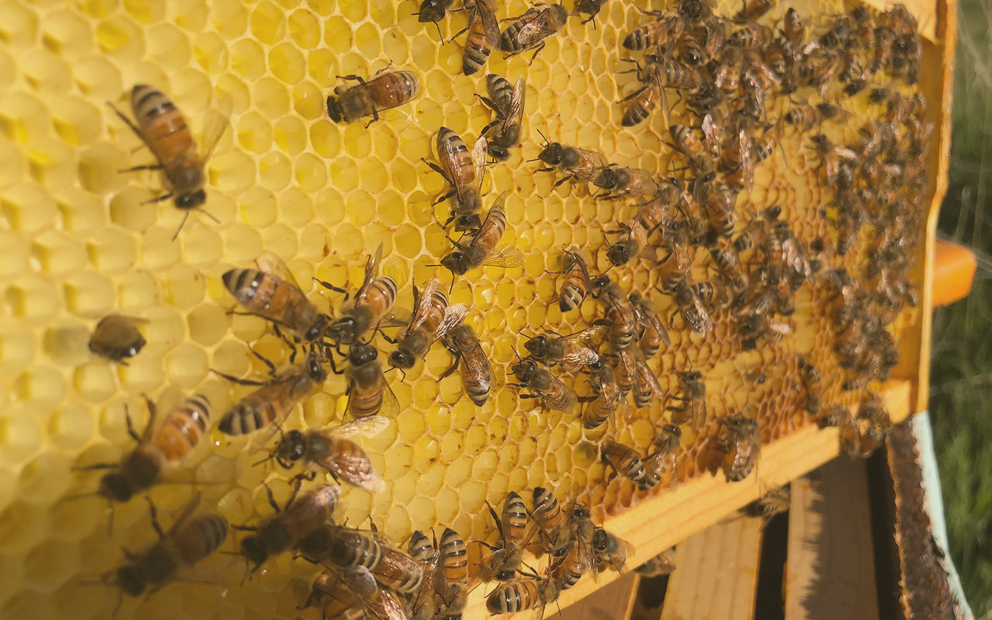 Bees tend a honeycomb in a frame from one of Becca Skinner's beehives.