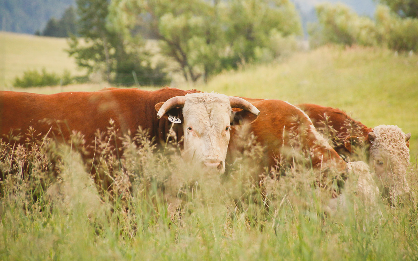 Cows grazing at the Two Creek Monture ranch.