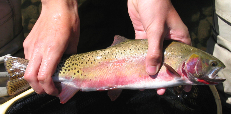 Rio Grande Cutthroat from the Alamosa River watershed. Photo by Craig D. Young. Public Domain.