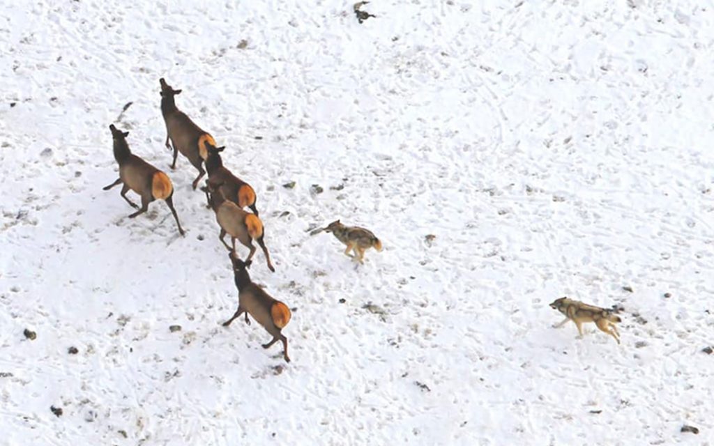 Examining trophic cascades in Yellowstone – On Land