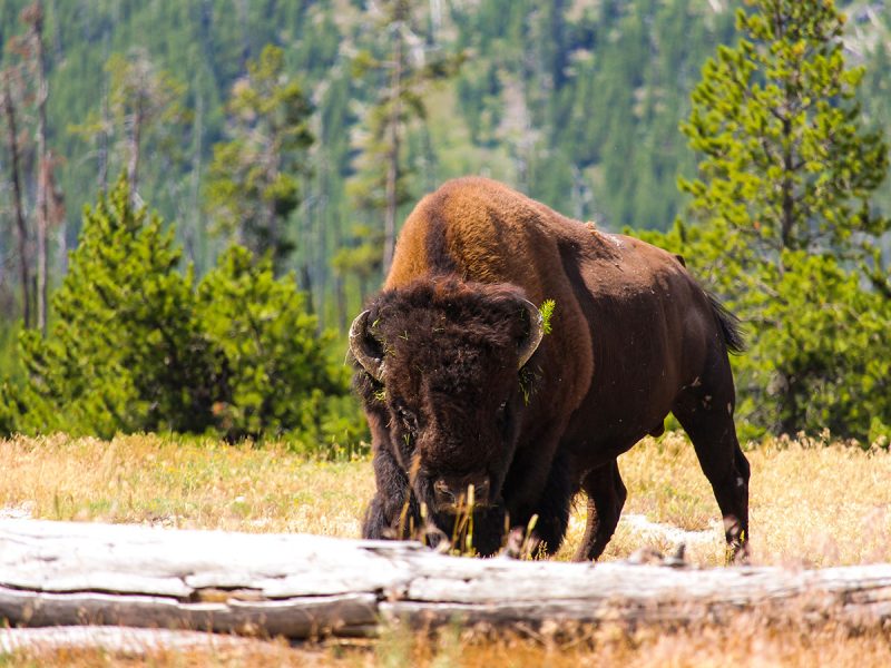 A bison grazes in Yellowstone National Park.