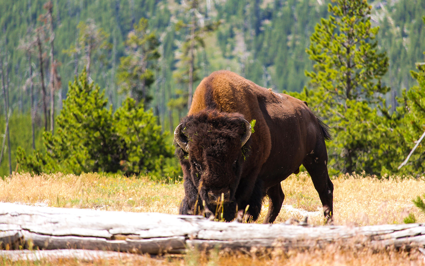 A bison grazes in Yellowstone National Park.