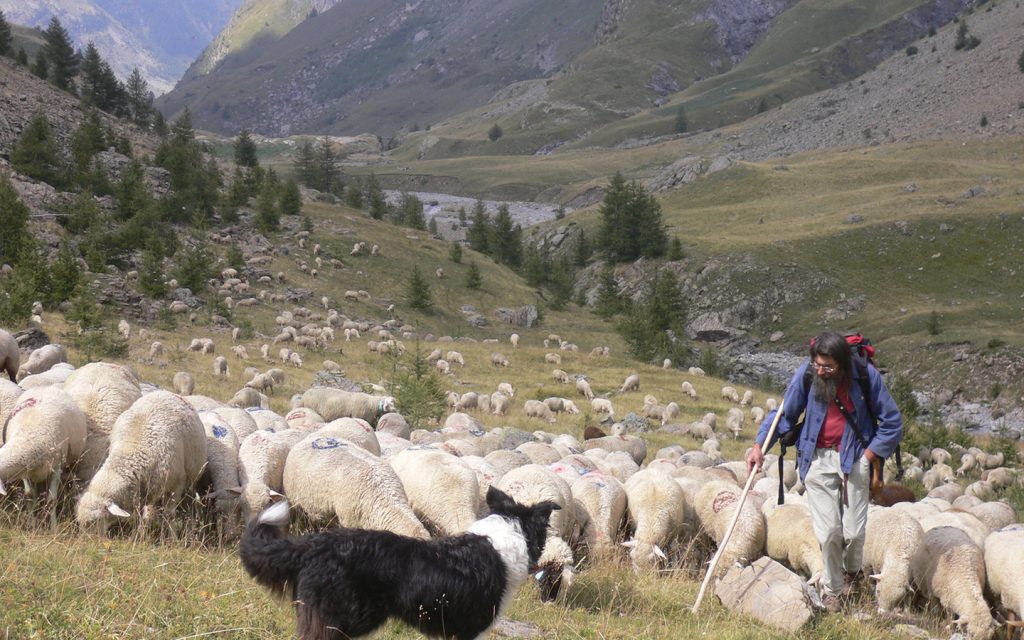 Sheep, Shepherds and Wolves in the French Alps – On Land