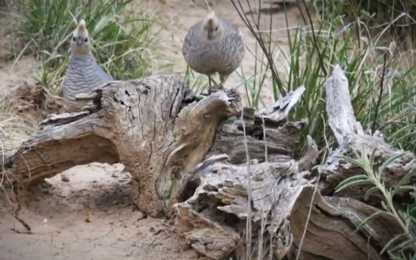 Feed your tortillas to the birds On Land