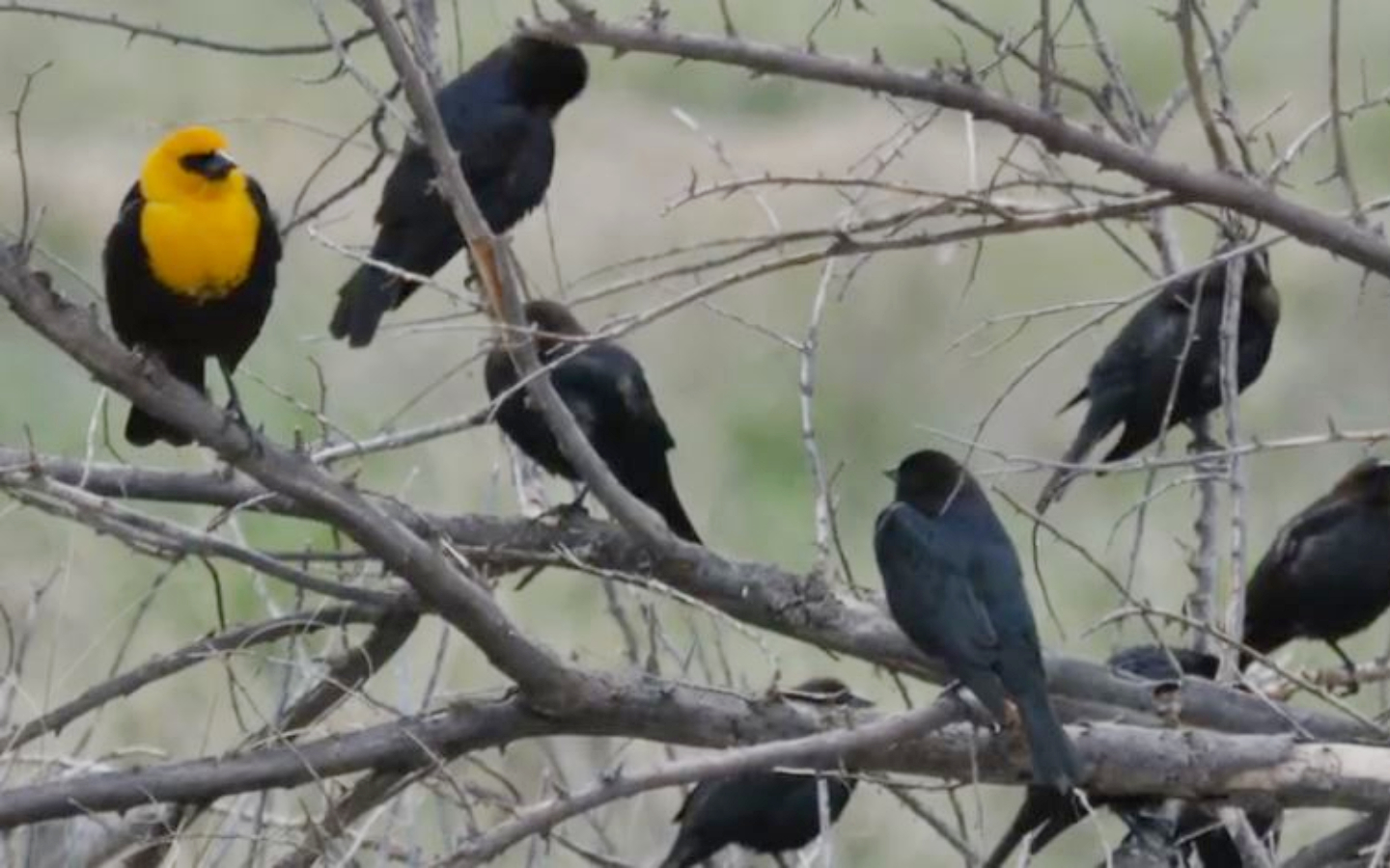 Feed your tortillas to the birds On Land
