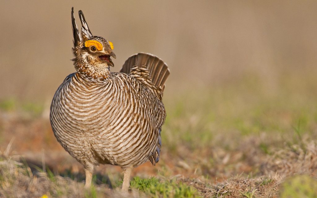 Lesser Prairie-chicken Facing Endangered Listing – On Land