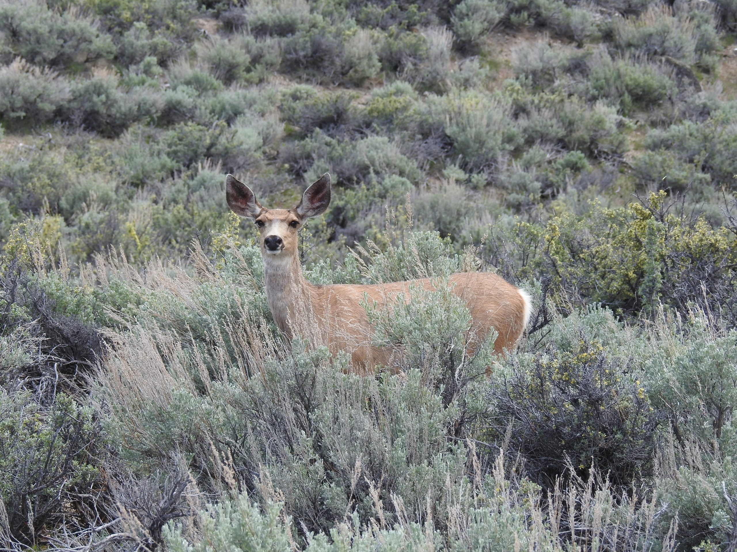 Managing for Quality Mule Deer on Working Lands