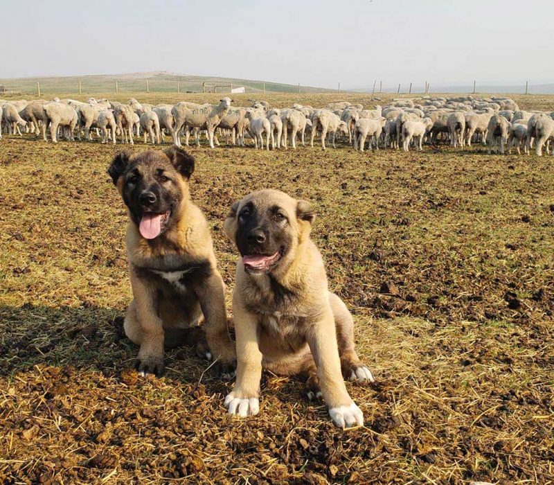 Two Anatolian shepherd puppies sit in front of a flock of sheep