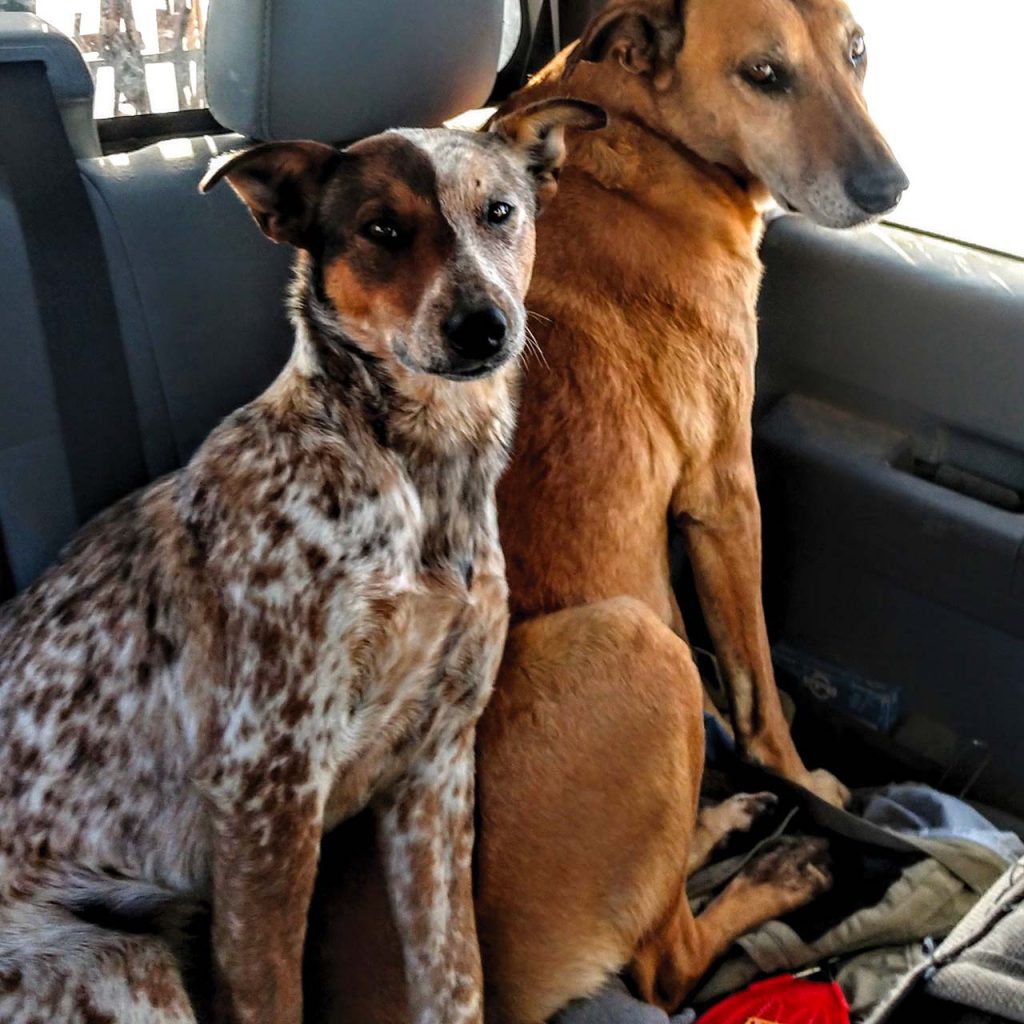 A catahoula dog and another breed sit together in the backseat of Amber Mason's SUV.