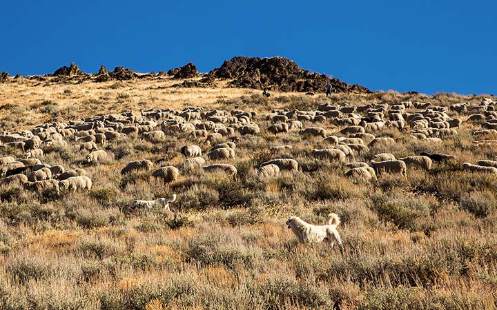 A livestock guardian dog watches over a flock of sheep on a hillside.