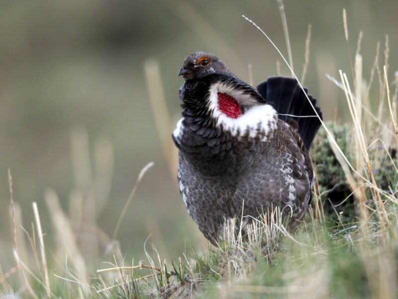 Dusky grouse (Dendragapus obscurus) in yellowstone national park