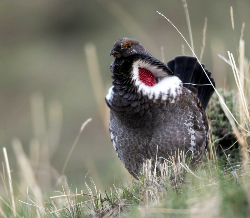 Dusky grouse (Dendragapus obscurus) in yellowstone national park