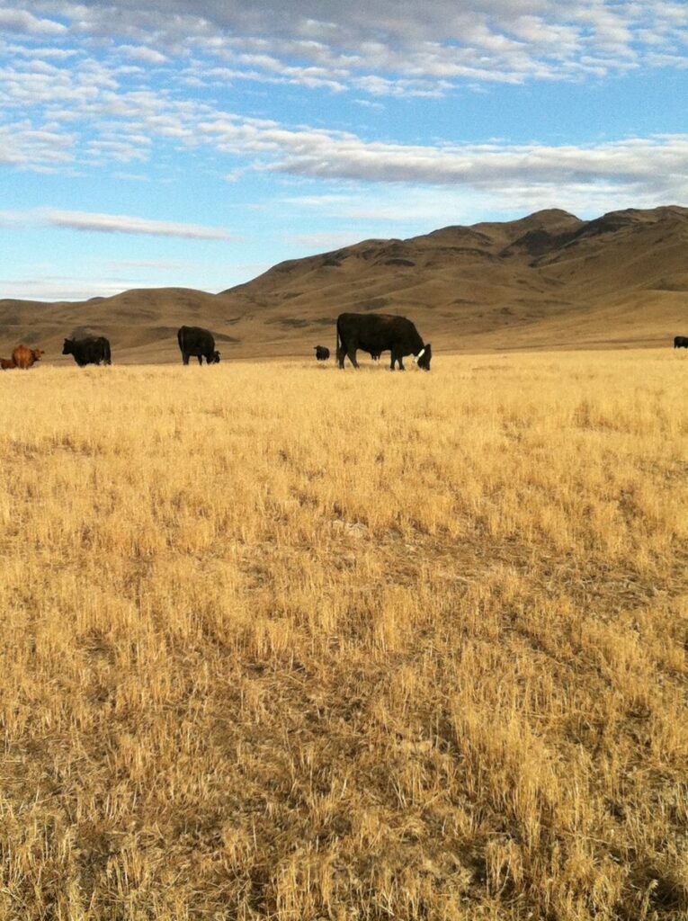 Cows grazing cheatgrass in the dormant season (September) in the sandhills of Nebraska.