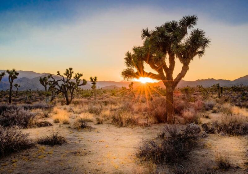 Sunset on the desert landscape in Joshua Tree National Park, California, by Frank DeBonis from Getty Images.
