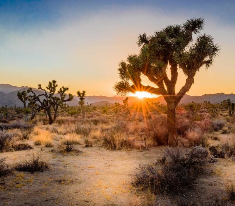 Sunset on the desert landscape in Joshua Tree National Park, California, by Frank DeBonis from Getty Images.