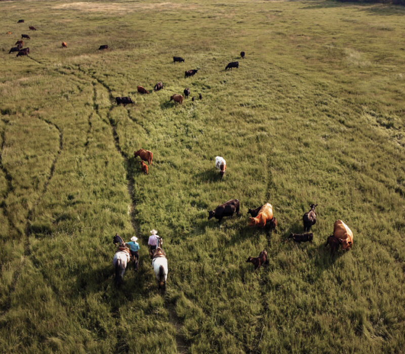 Oxbow Cattle Co near Missoula Montana