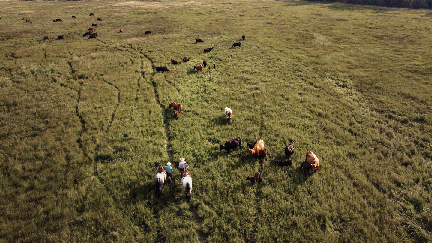 Oxbow Cattle Co near Missoula Montana