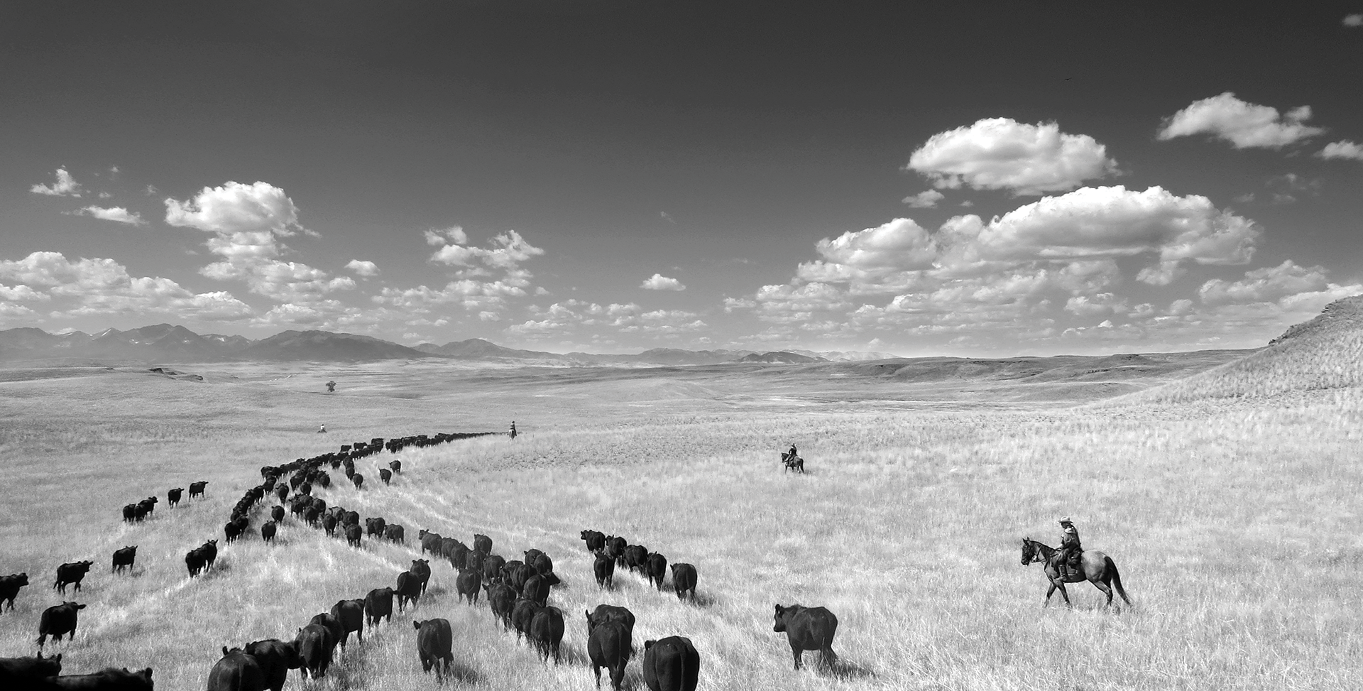 A long line of black cows winds into the distance across a broad grass valley. One cowboy on a horse rides toward the line from the right.