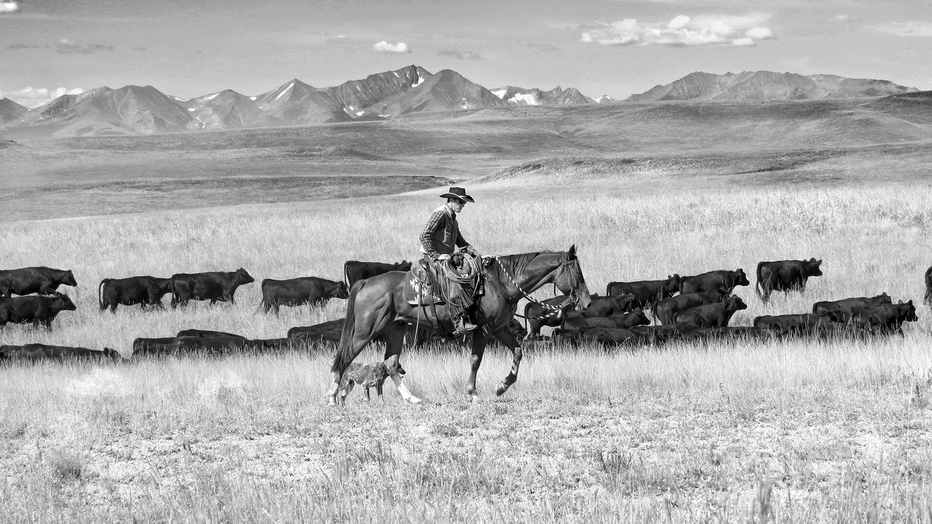 A man in a black cowboy hat rides a horse with a herd of cattle in the background. His dog walks next to the horses rear feet. Tall mountains are in the background.