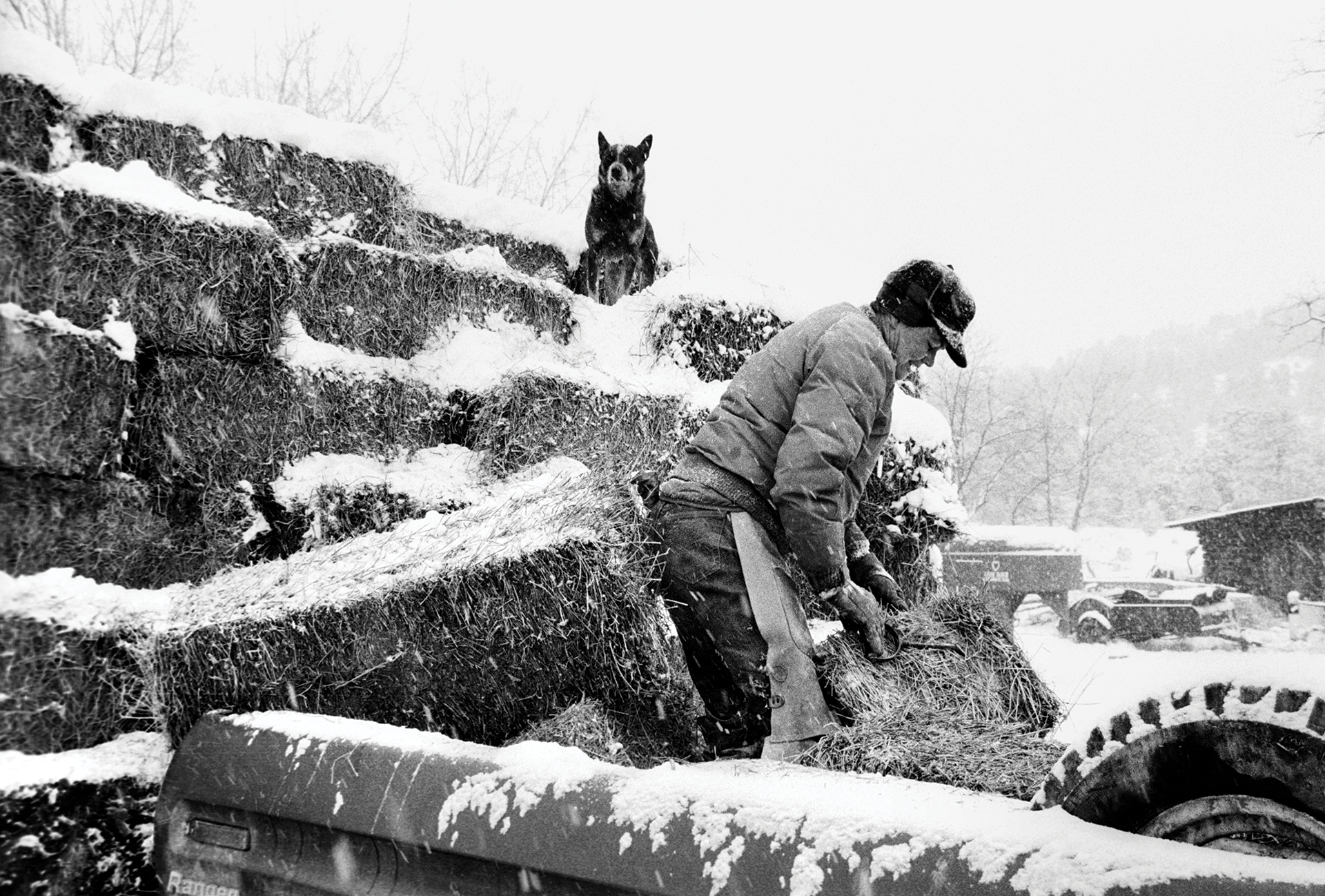 A woman wearing a winter hat with a brim lifts a snow-covered square bale of hay toward a pile of hay bales while a dog sits on the bales, watching.
