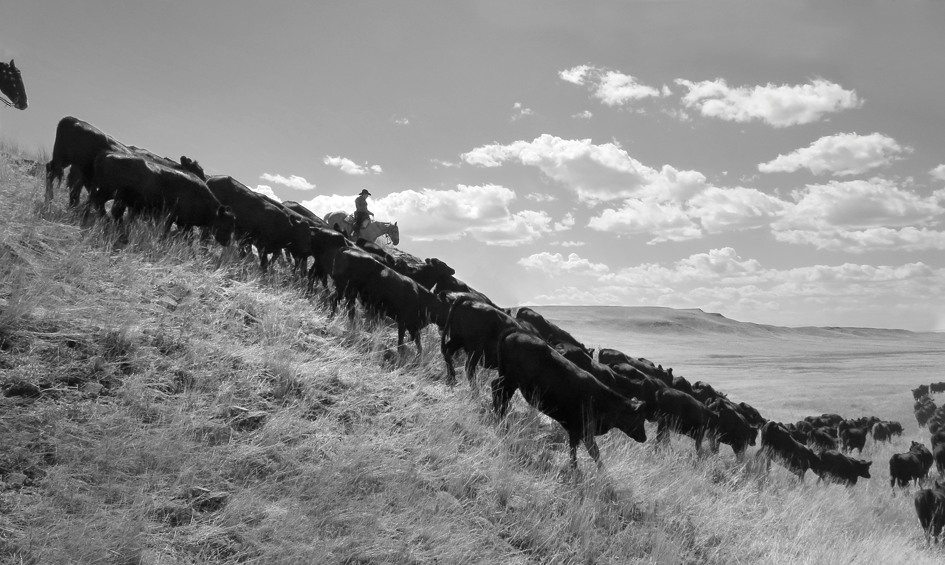 A herd of black cows walks down a sloping field of grass. A cowboy on a horse rides next to them in the background.