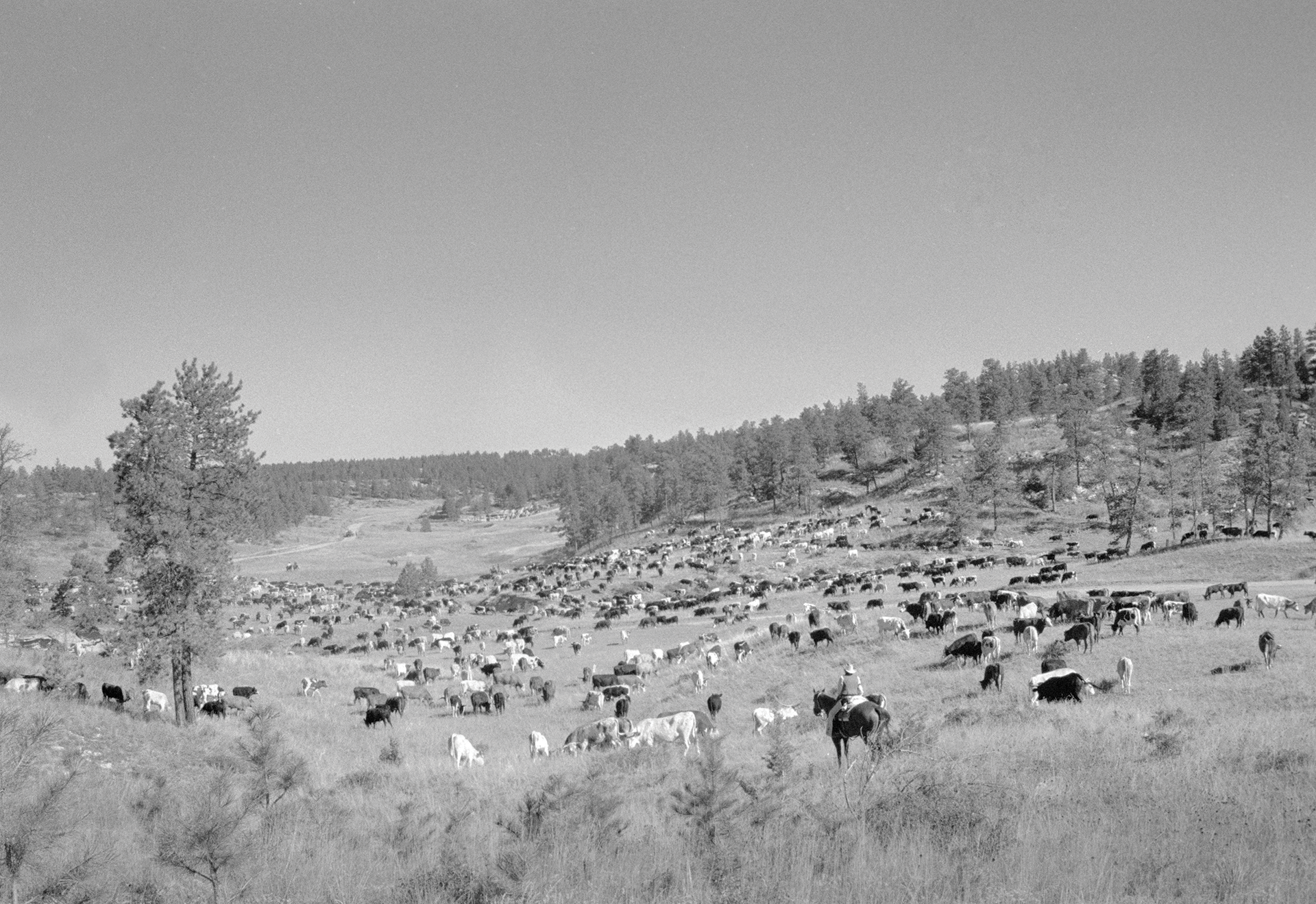 A herd of cows and sheep graze together in a high mountain meadow under the bright summer sun.