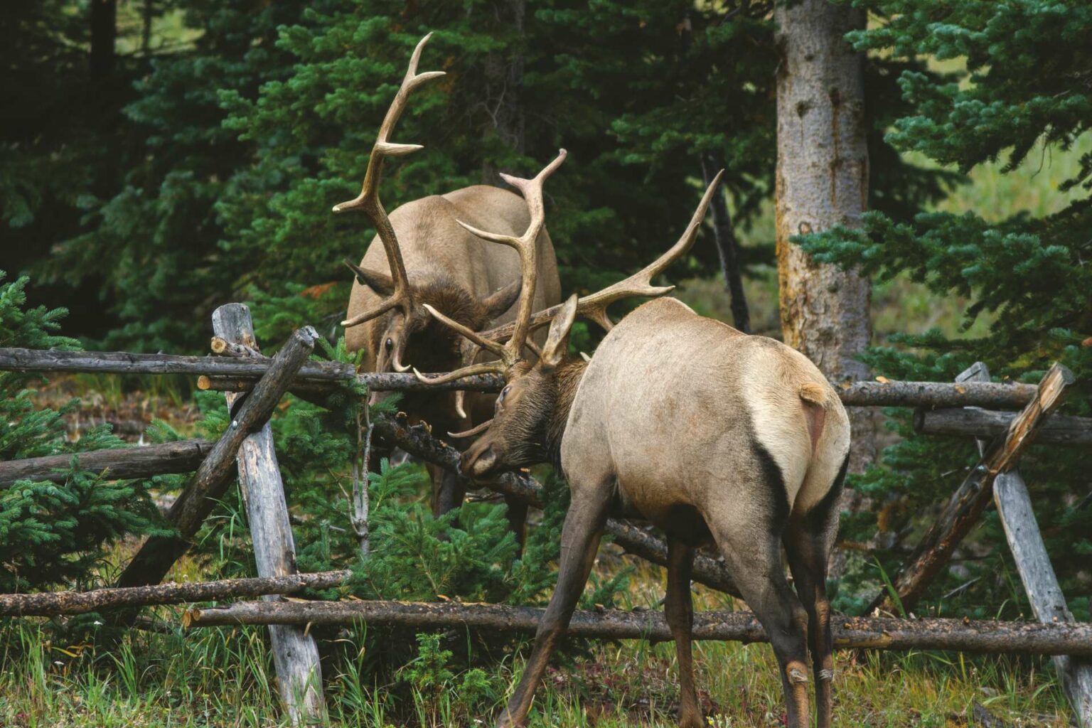 Returning To Our Home On The Range On Land