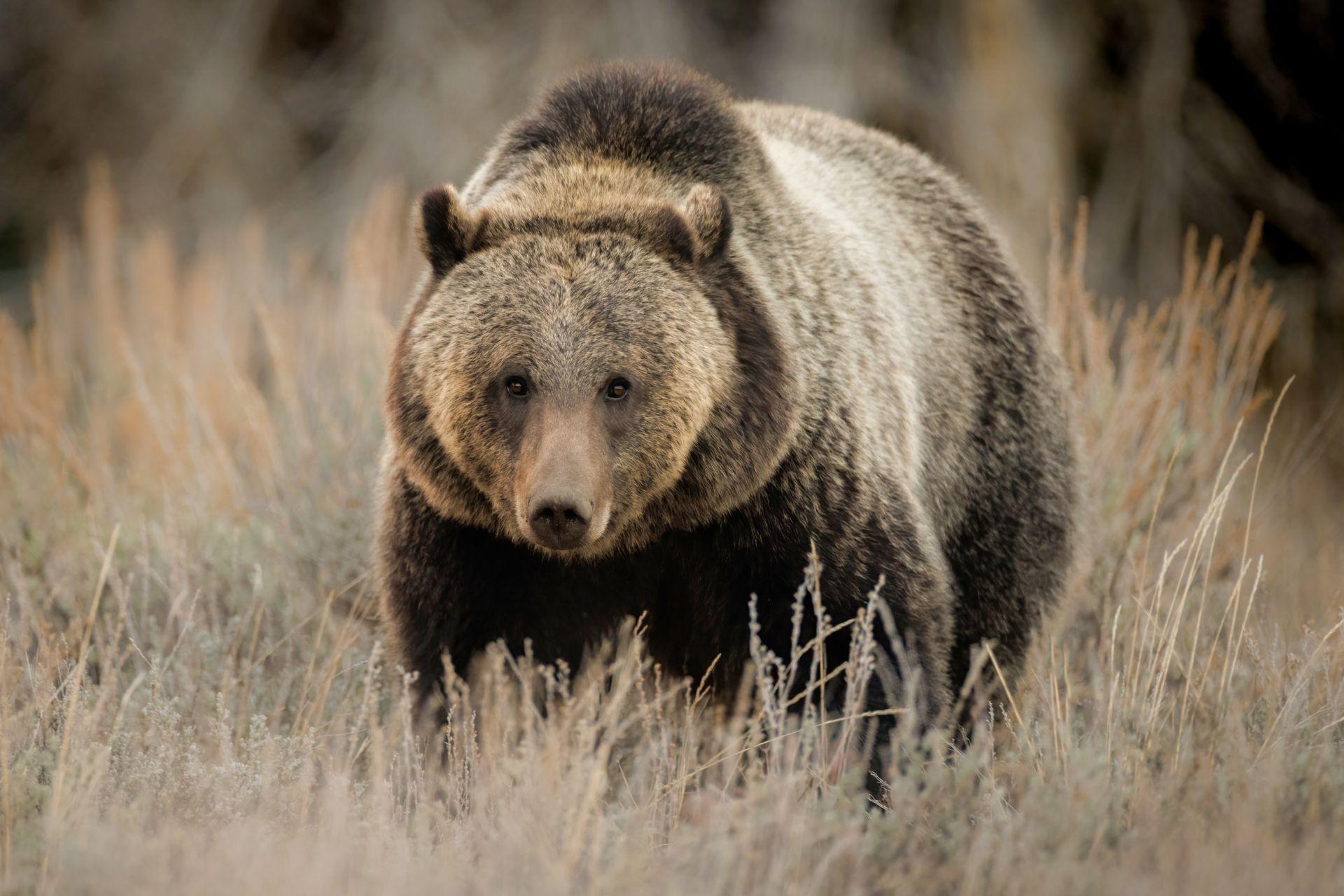 Grizzly bear endangered species act new proposed rule. Working Wild University