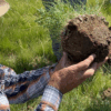 Producer showing root health of soil