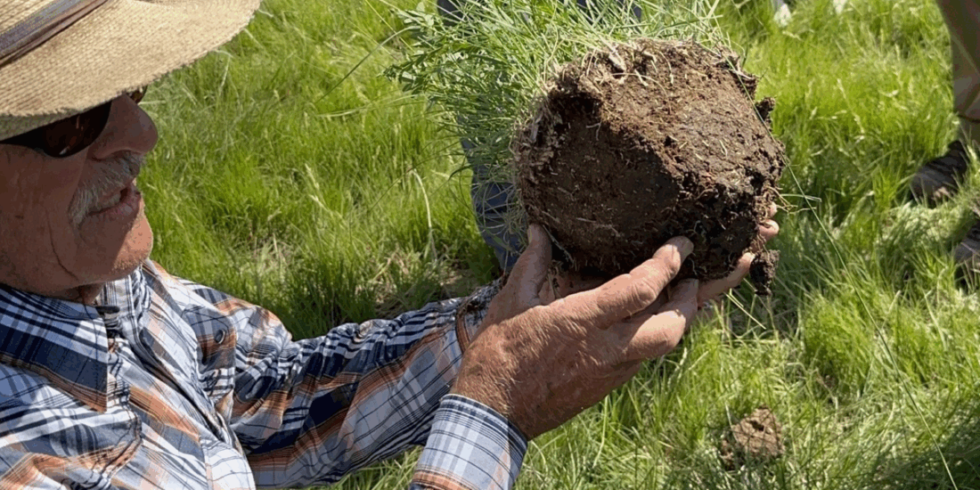 Producer showing root health of soil