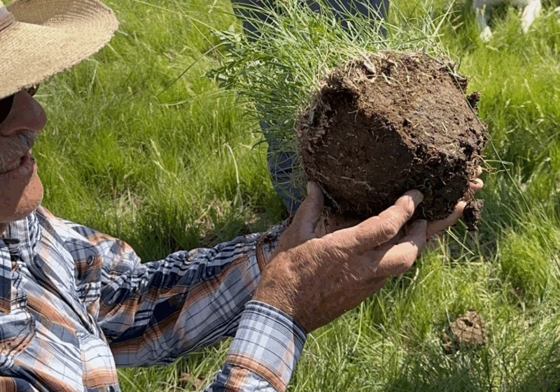 Producer showing root health of soil