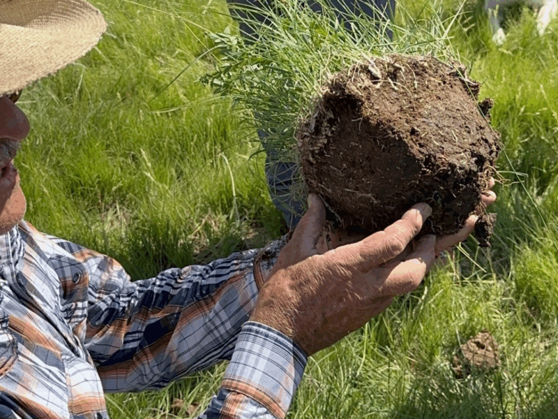 Producer showing root health of soil
