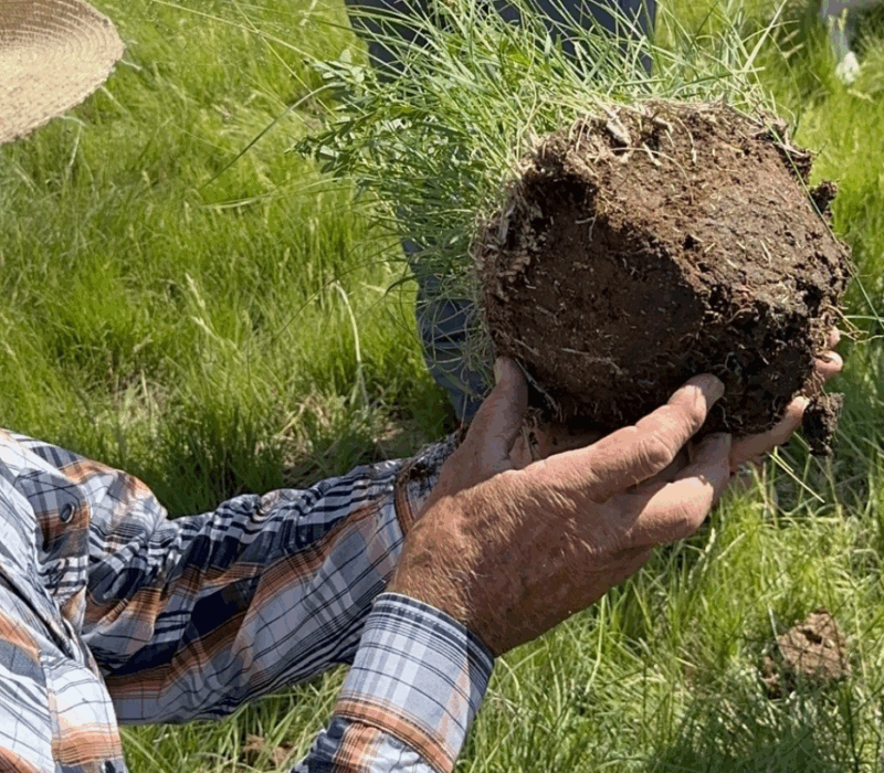 Producer showing root health of soil