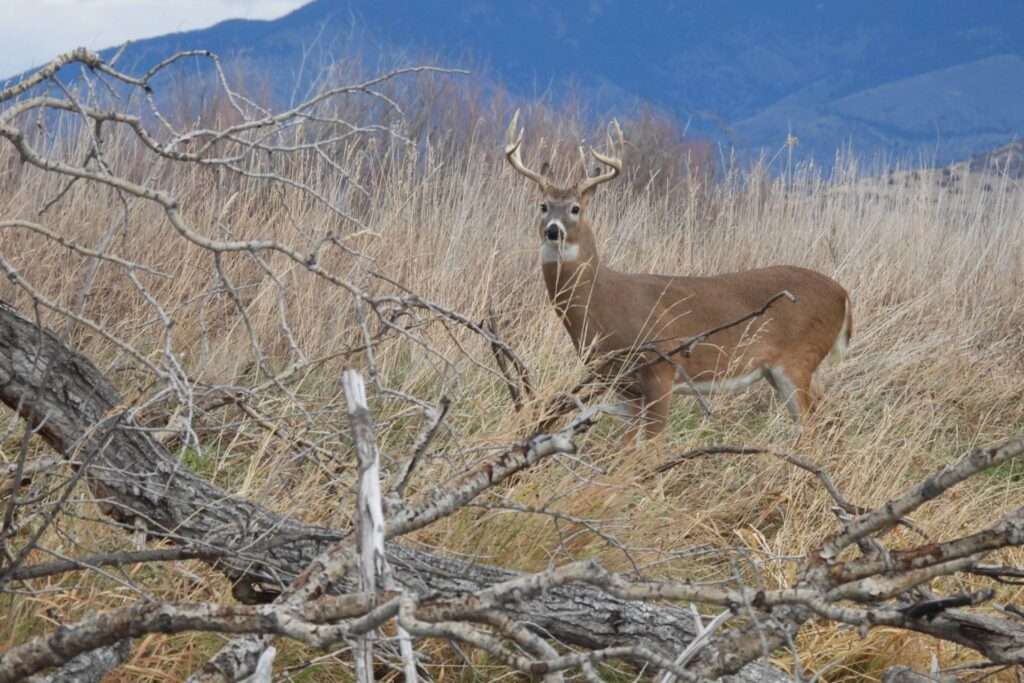 A mature white-tailed deer buck stands in tall grass.