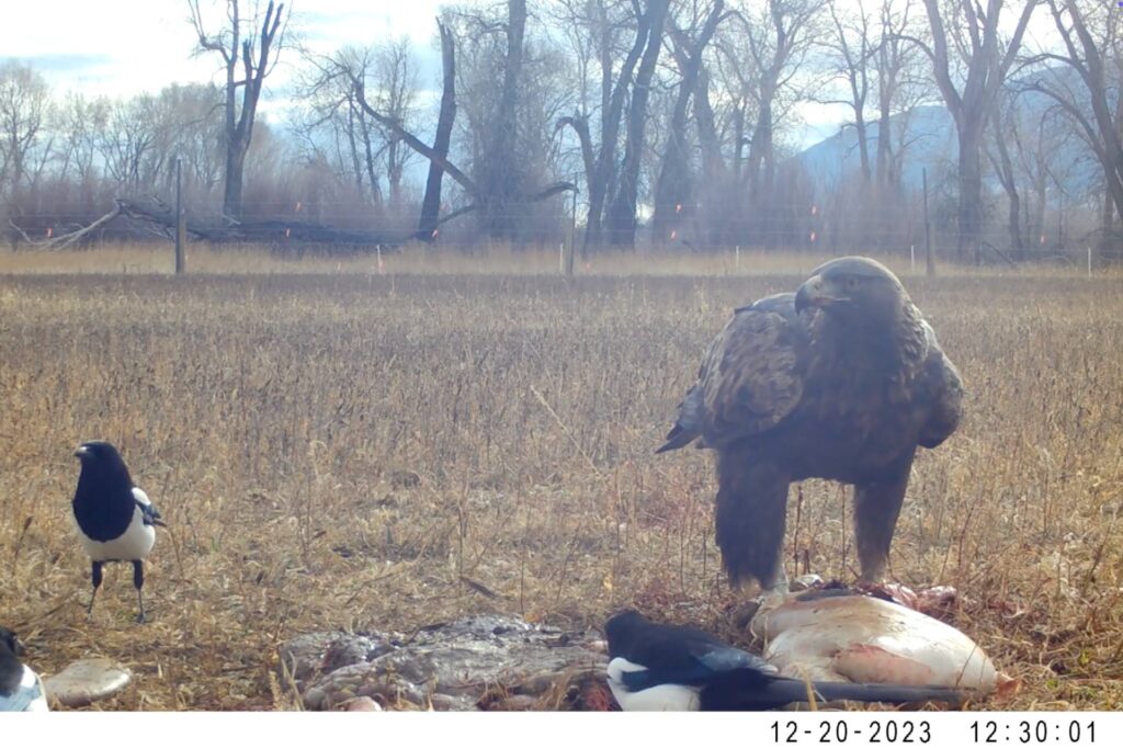 Golden Eagle and magpie scavenging whitetail deer gut pile in Ruby Valley. Photo by Vince Slabe