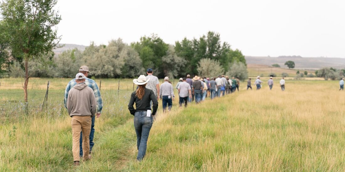 Field Day attendees walk on a deficit irrigated field.