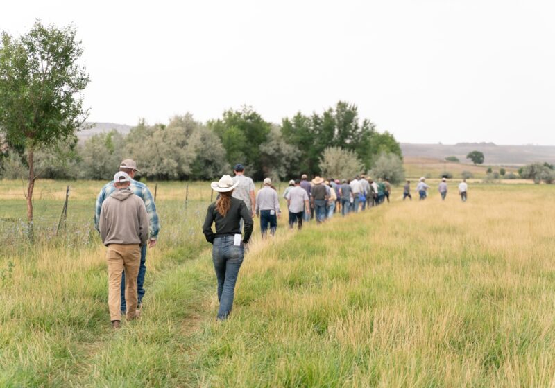 Field Day attendees walk on a deficit irrigated field.