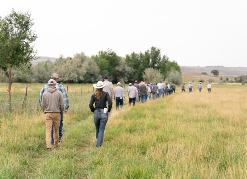Field Day attendees walk on a deficit irrigated field.
