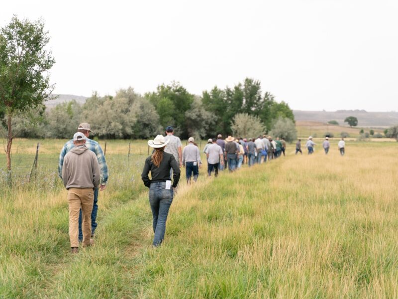 Field Day attendees walk on a deficit irrigated field.