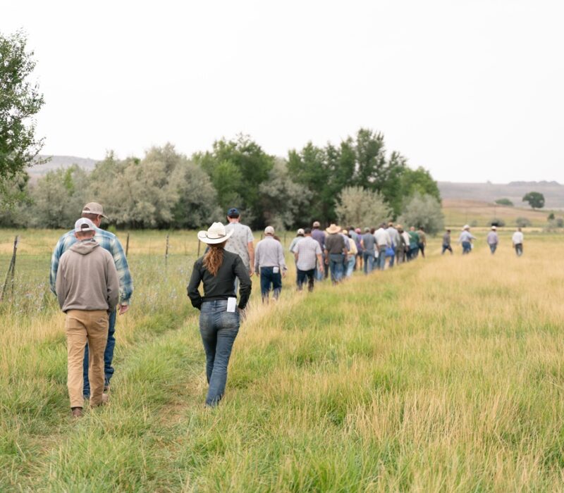 Field Day attendees walk on a deficit irrigated field.