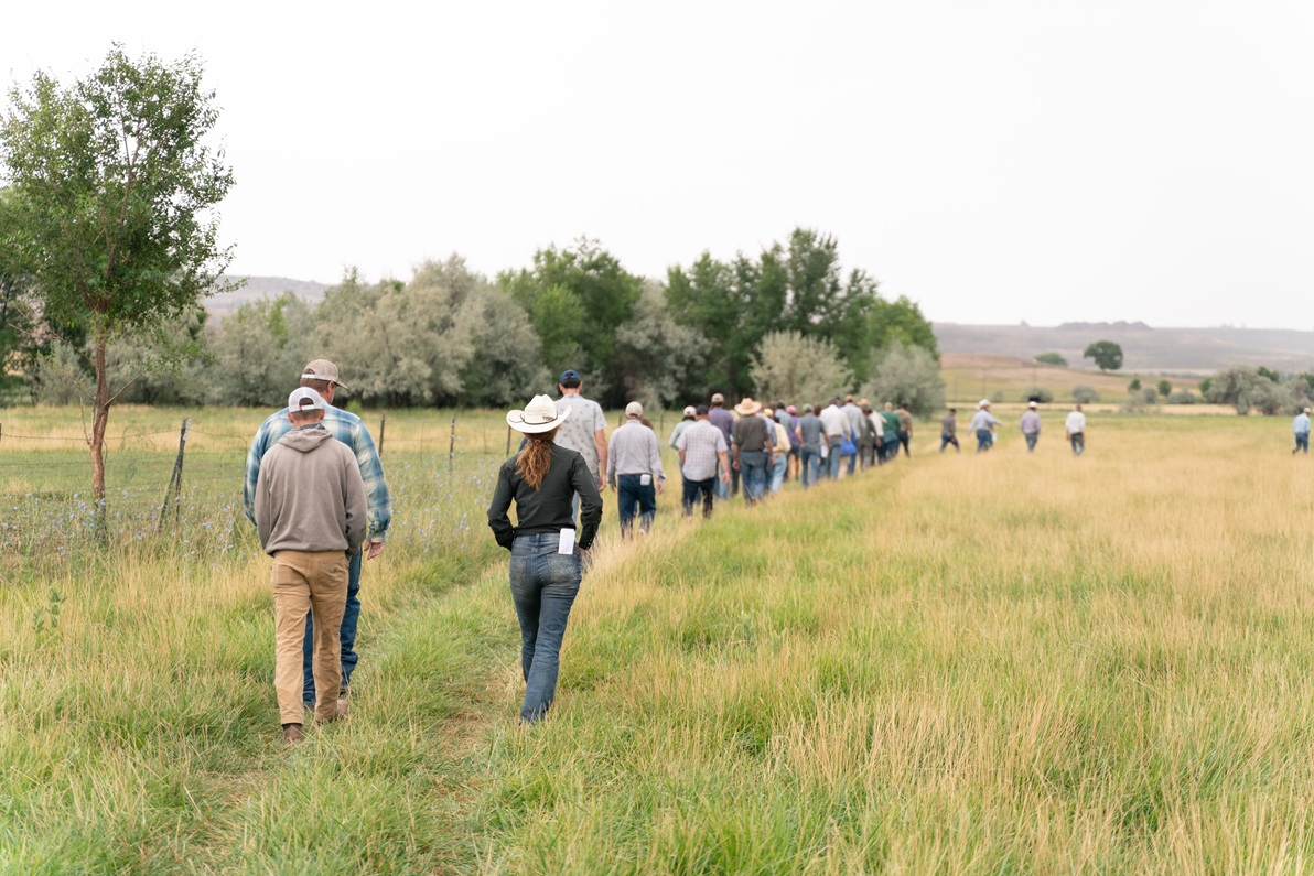 Field Day attendees walk on a deficit irrigated field.