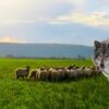 Steward tips for sheepherding with wolves