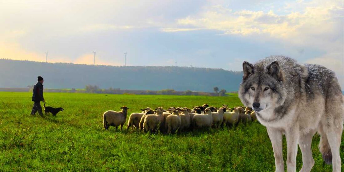 Steward tips for sheepherding with wolves