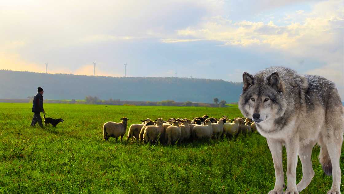 Steward tips for sheepherding with wolves
