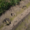 grizzly bear tracks on a ranch on the Blackfeet Reservation in Montana