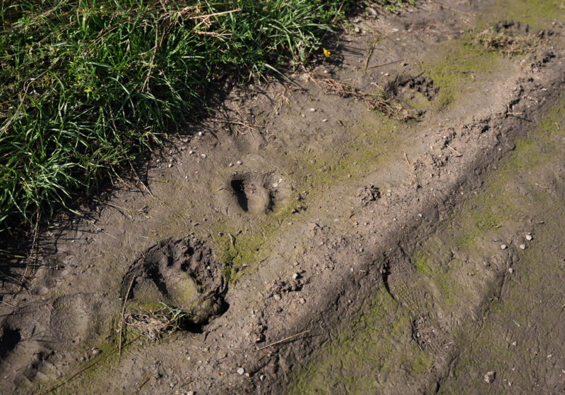grizzly bear tracks on a ranch on the Blackfeet Reservation in Montana