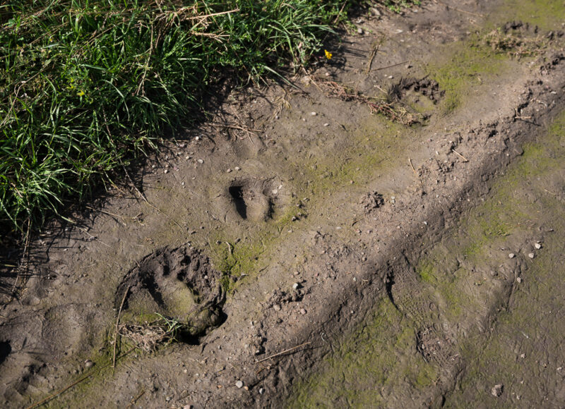 grizzly bear tracks on a ranch on the Blackfeet Reservation in Montana